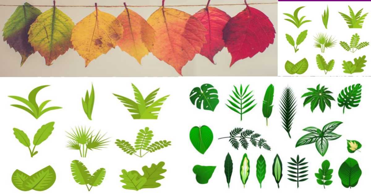 leaves of plants trees