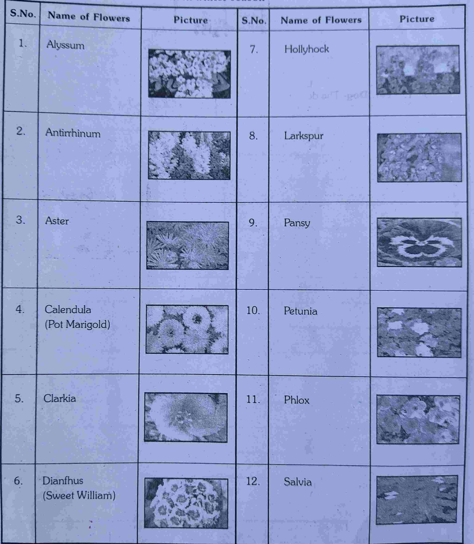 list of flowers