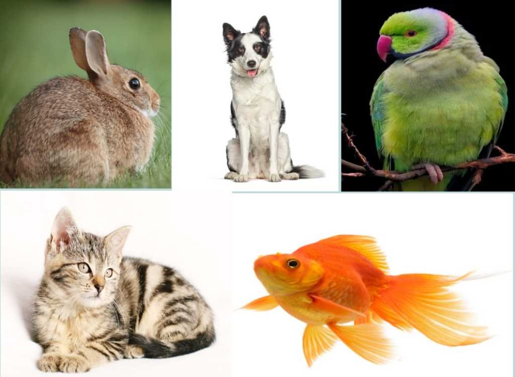 pet animals